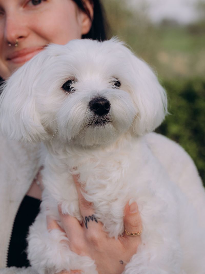 Maltese