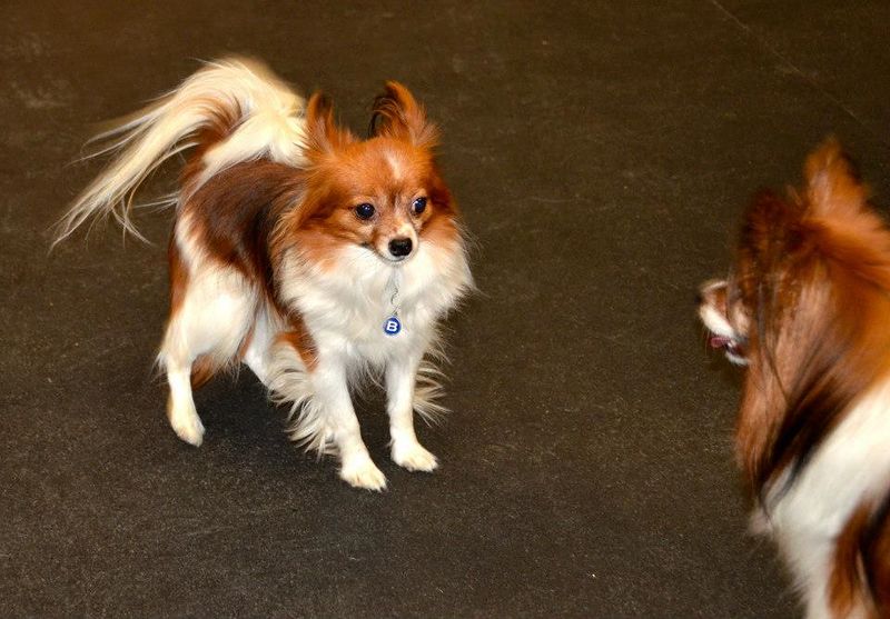 You arrive convinced you know which dog you want - Then one of these breeds ruins the entire plan 7 Papillon