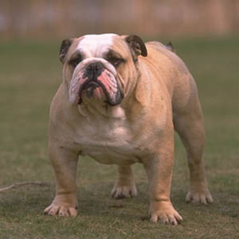 No fence, no lawn, no problem? For the right dog and the right routine, it can be more realistic than you think 12 English Bulldog