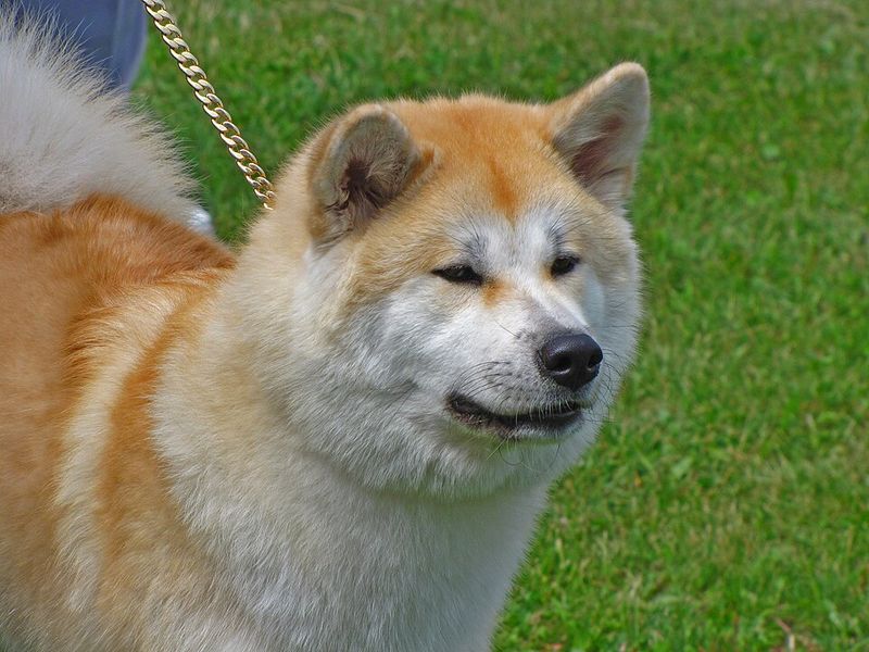 Give these dog breeds time - their most affectionate chapter may begin years after you bring them home 2 Akita