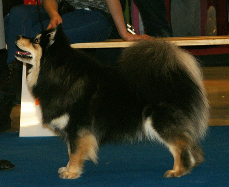 Finnish lapphund