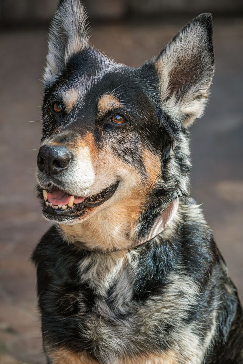 Distance means nothing to these 12 remarkable dog breeds – plus 2 born to keep going 4 Australian Cattle Dog