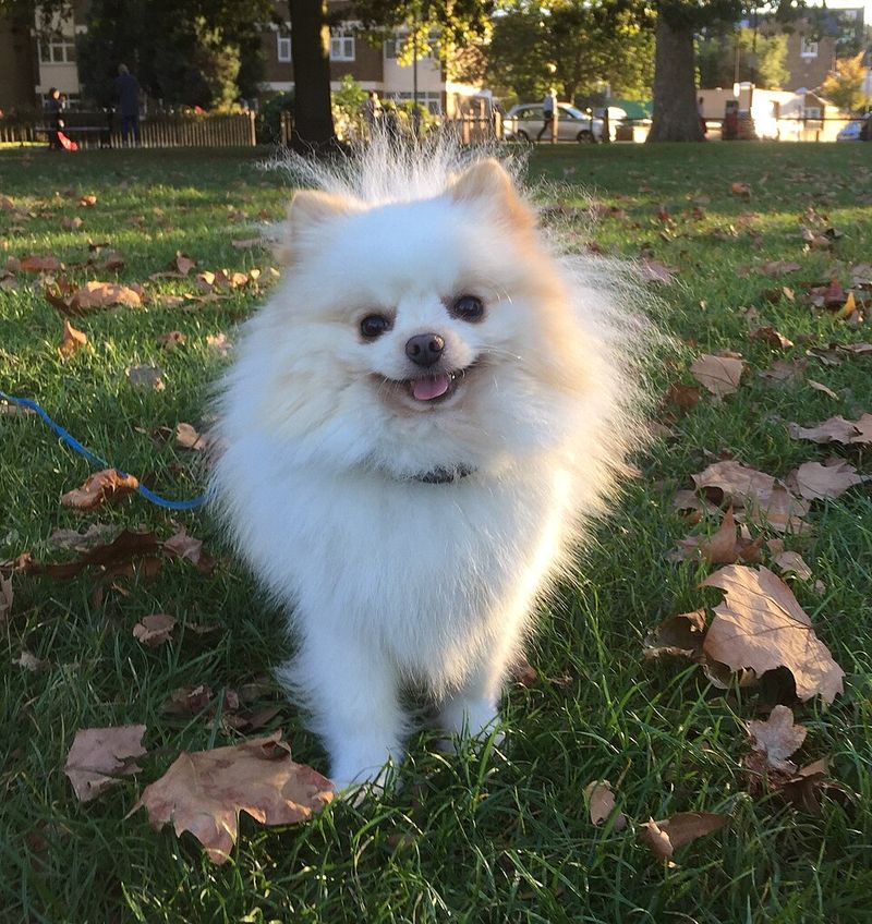 11 fluffy little breeds that make it surprisingly difficult to get up once everyone is comfortable 2 Pomeranian