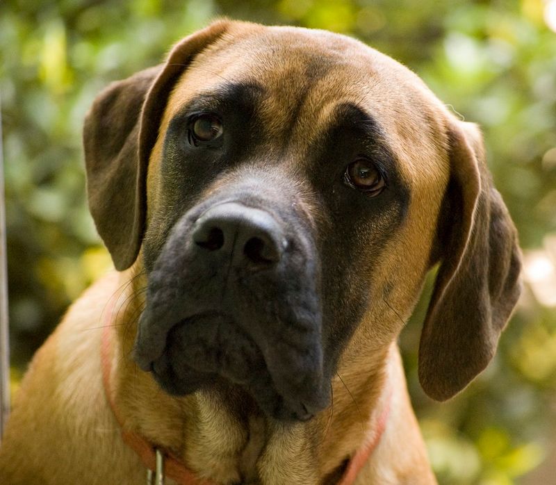 English Mastiff