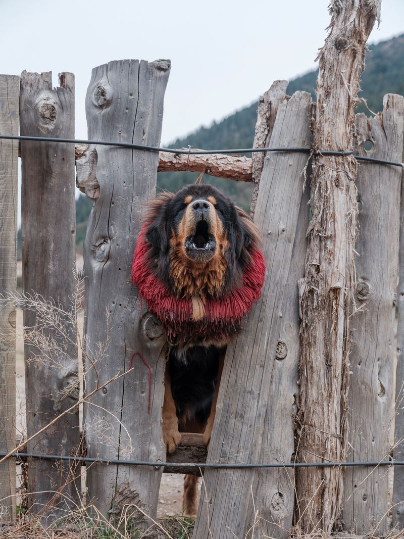 Territorial behavior becomes more noticeable