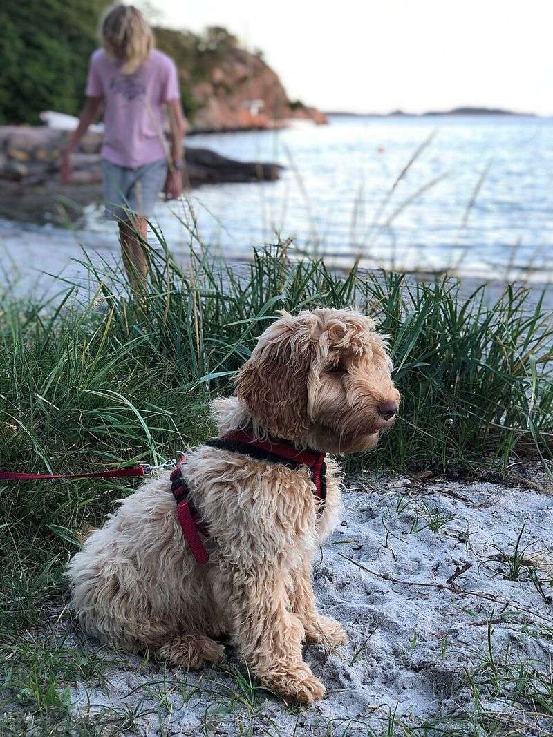 Cockapoo
