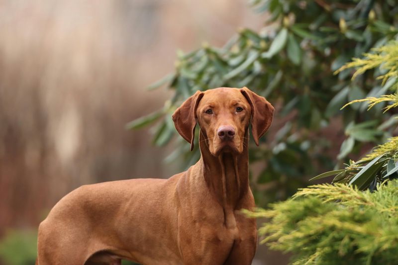 Vizsla