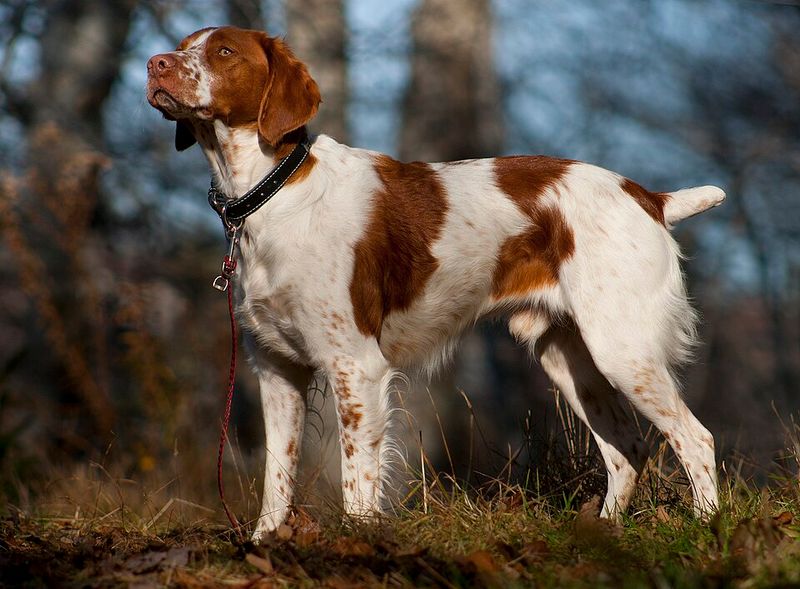 Some dogs handle changing indoor temperatures better than others - Coat and body type can matter 9 Brittany