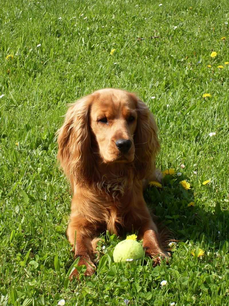 Sussex Spaniel