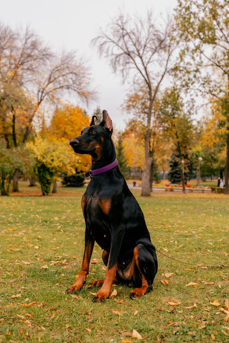 12 powerful big dog breeds that prove brains matter as much as strength 4 Doberman Pinscher