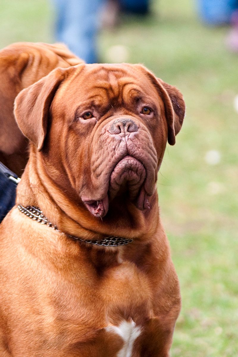 Dogue de Bordeaux