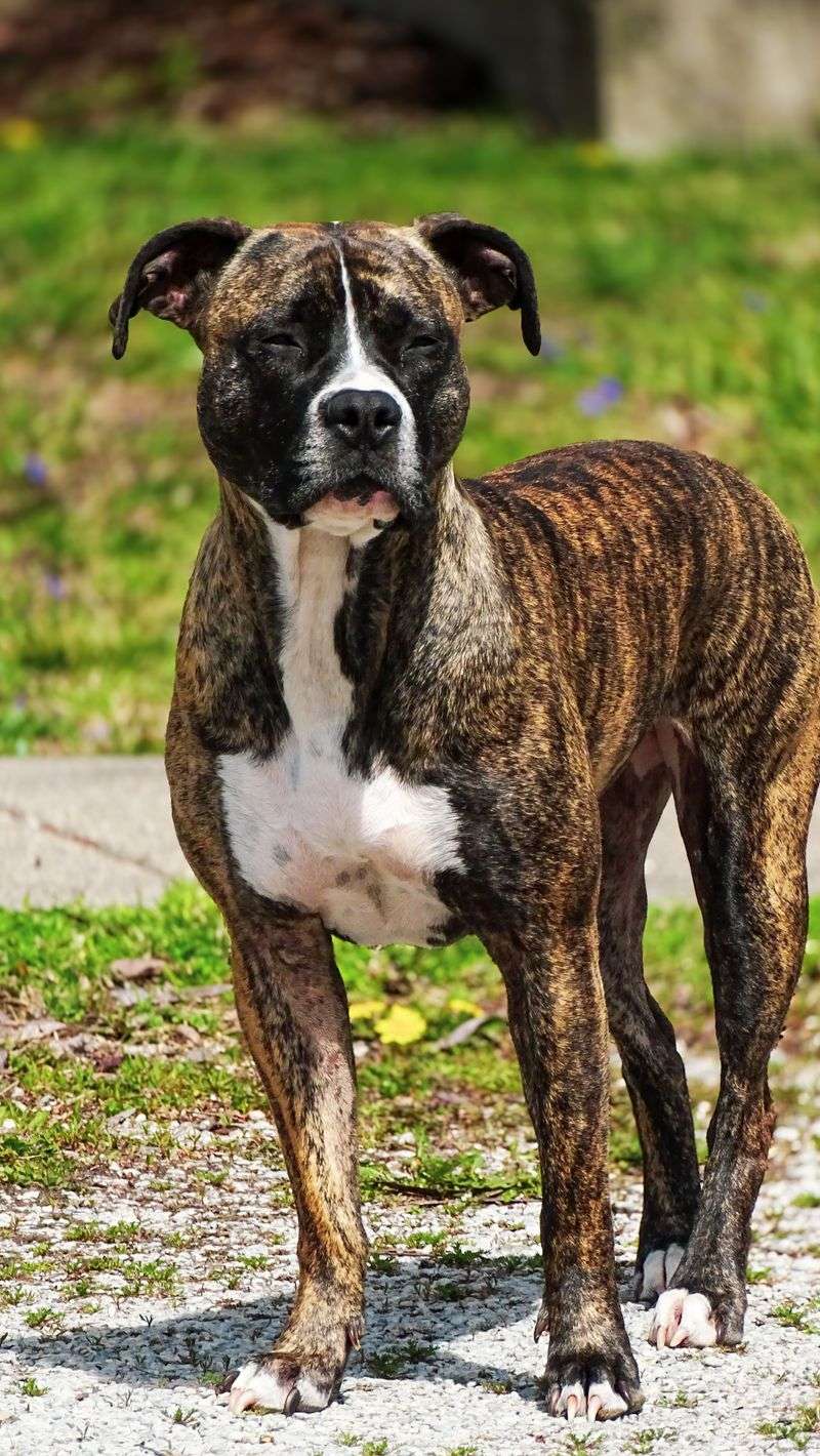 Some dog breeds seem to know exactly when their favorite person needs company 11 Boxer