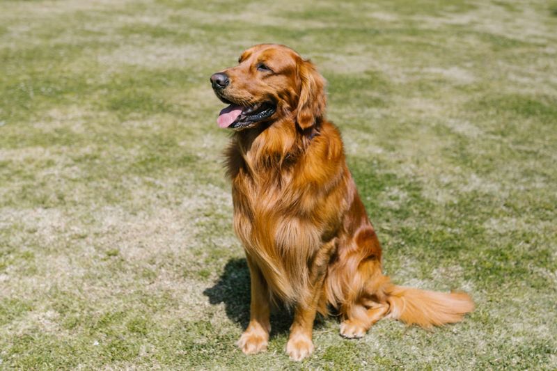 Clear rules can click quickly with these responsive, people-focused breeds 3 Golden Retriever - sunshine with manners