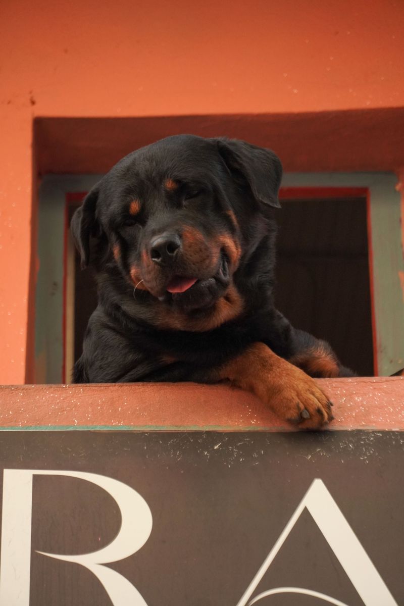 Become important to these breeds and the relationship may last far beyond the everyday routine 4 Rottweiler