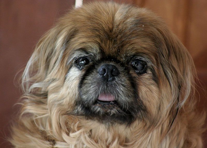 Your tiny dog doesn't automatically want to meet everyone - these breeds reveal the social divide 12 Pekingese