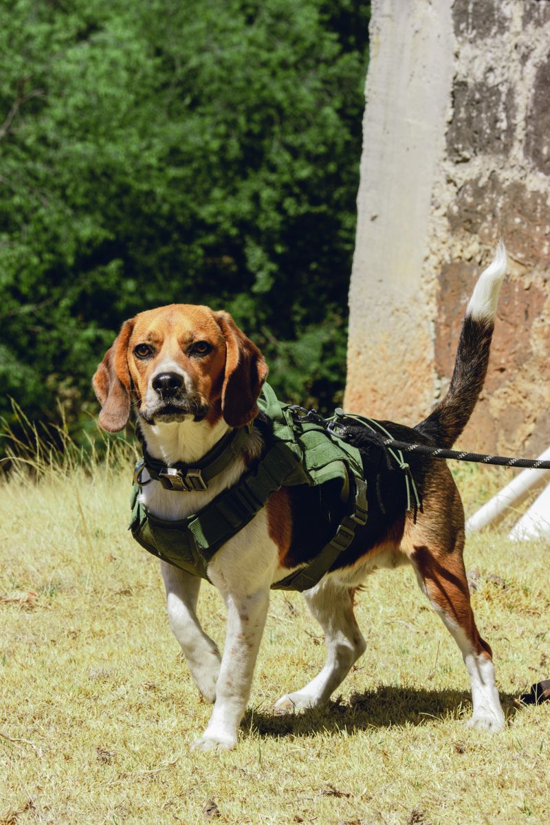 Floor licking can be a warning sign - 10 dog breeds prone to it 4 Beagle
