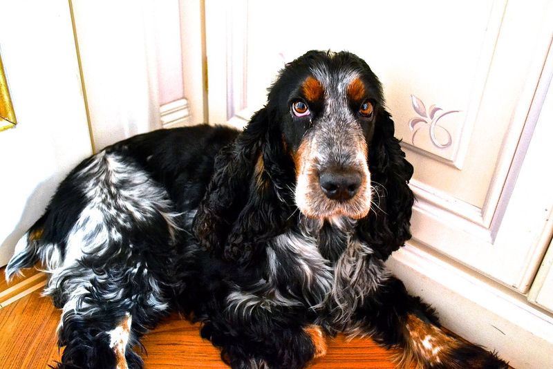 English Cocker Spaniel