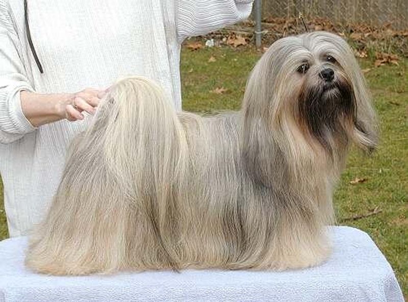 Give these dog breeds time - their most affectionate chapter may begin years after you bring them home 10 Lhasa Apso