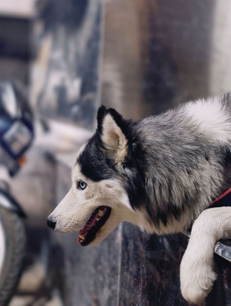 11 dog breeds that may not suit every home with young kids - plus 2 more forgiving family companions 9 Siberian Husky