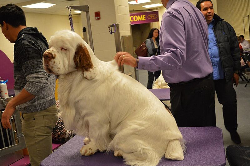 10 wonderfully calm dog breeds that make home life feel easier every day 2 Clumber Spaniel