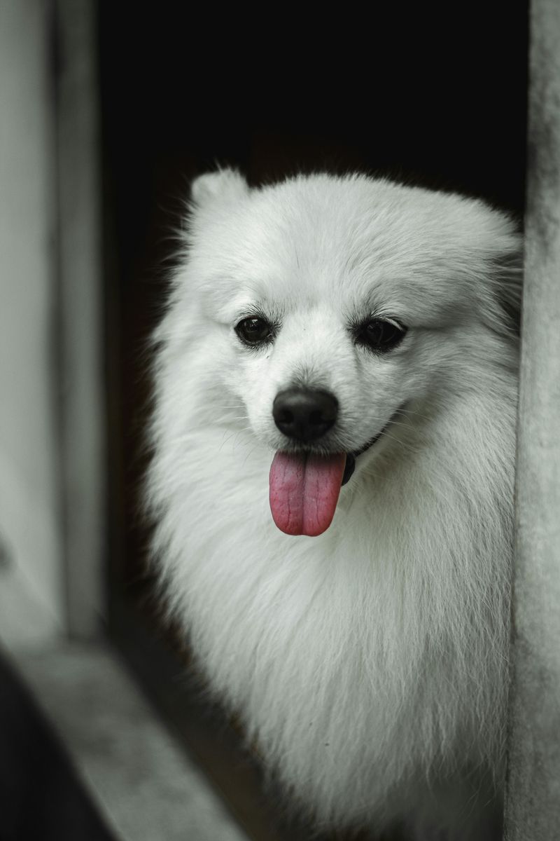 Japanese Spitz
