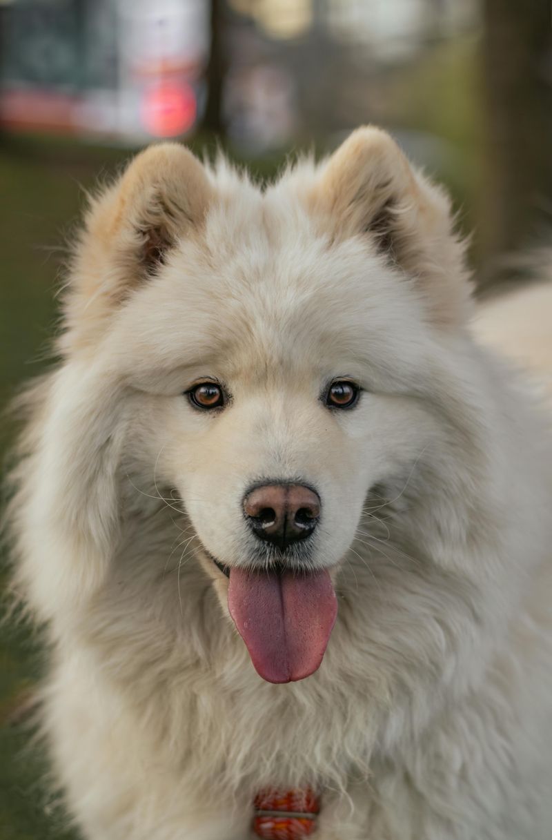Samoyed