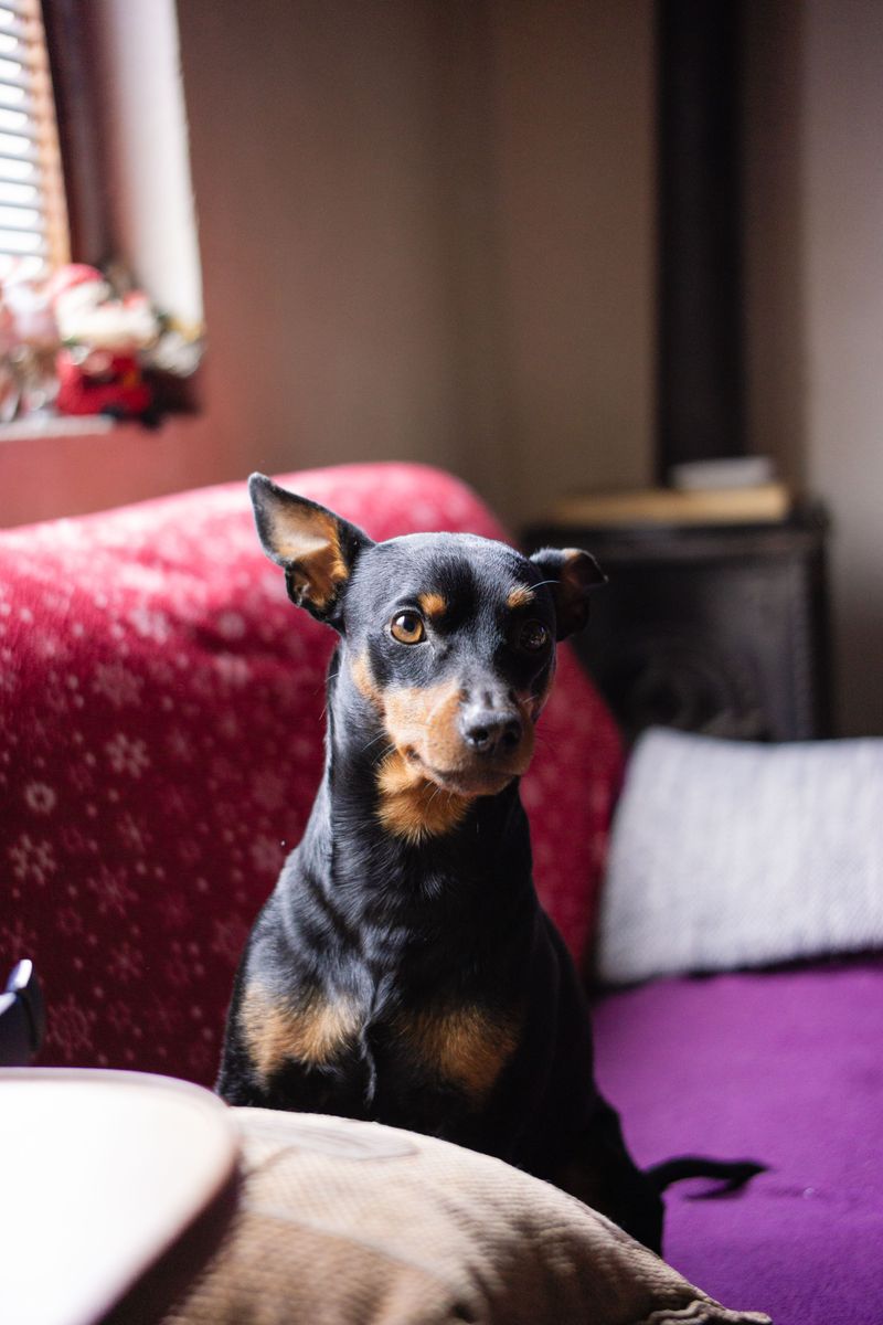 Some dogs practically require their own beauty schedule - These breeds are refreshingly different 9 Miniature Pinscher