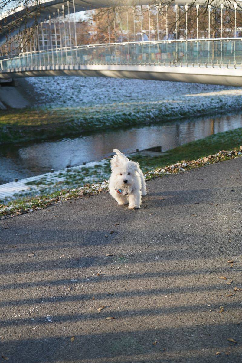 Meet these dog breeds once and it's easy to understand their fiercely loyal fan bases 10 West Highland White Terrier