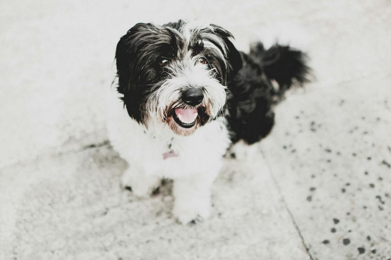 13 calm companion dogs that bring comfort, routine, and joy in your 70s 6 Havanese