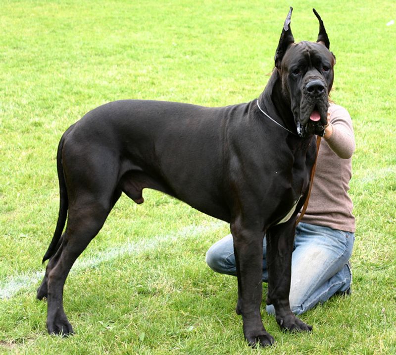 Looking for steady confidence instead of nonstop energy? Start with these dog breeds 4 Great Dane