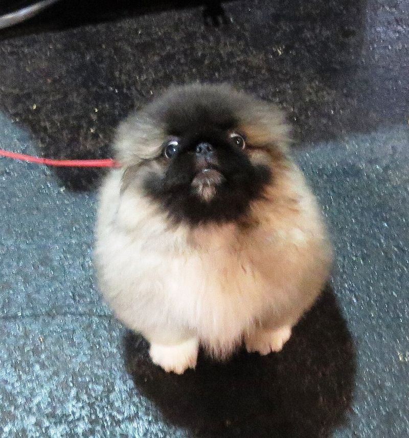 28 Small Dog Breeds Well-Suited for Apartment Living 14 Pekingese