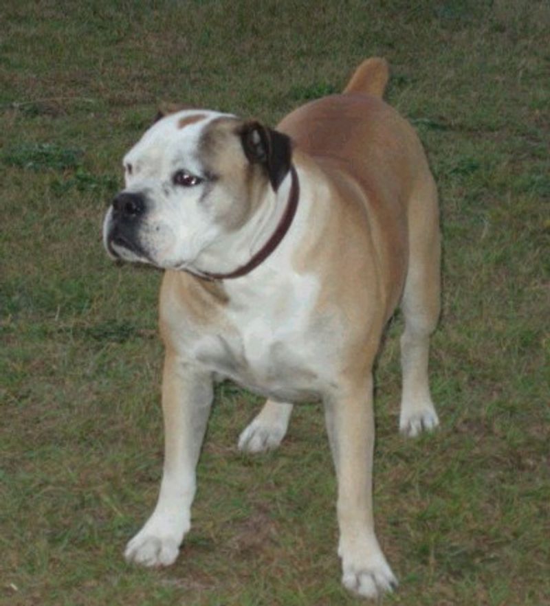 Campeiro Bulldog