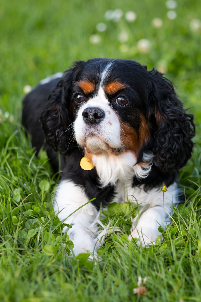 Looking for a companion with a built-in off switch? These breeds stand out 9 Cavalier King Charles Spaniel
