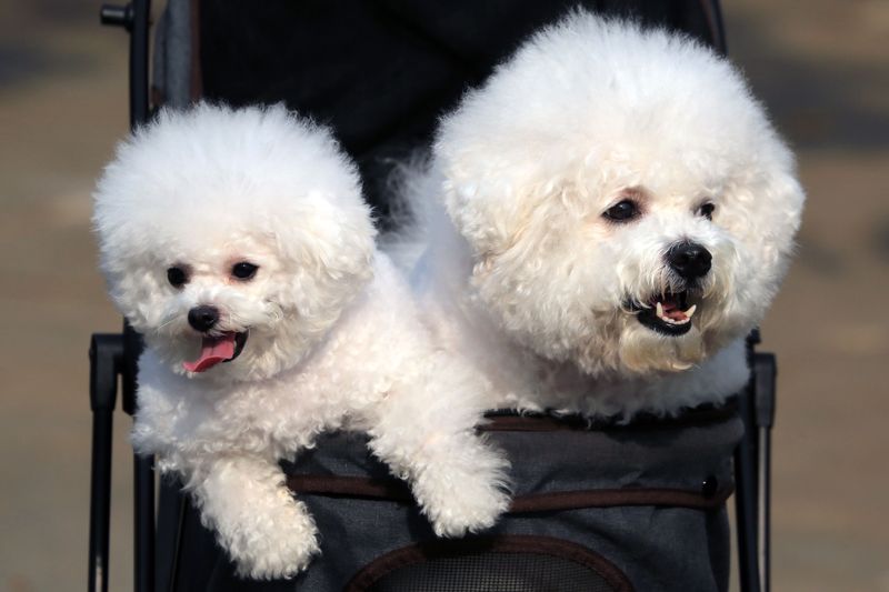 Your child's most memorable teacher may have four paws - and the lessons go far beyond responsibility 12 Bichon Frise