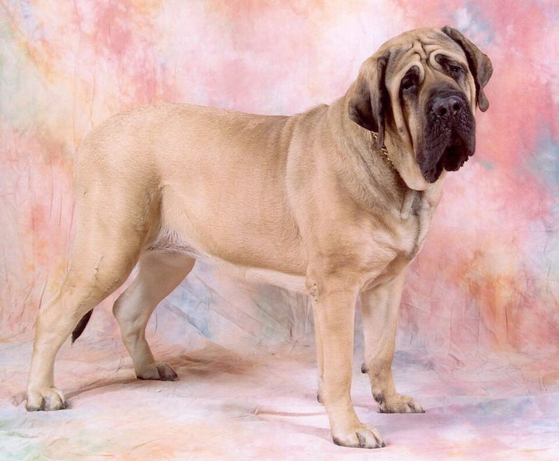 12 dog breeds that look like professional couch potatoes - Until you give them something to figure out 12 Mastiff
