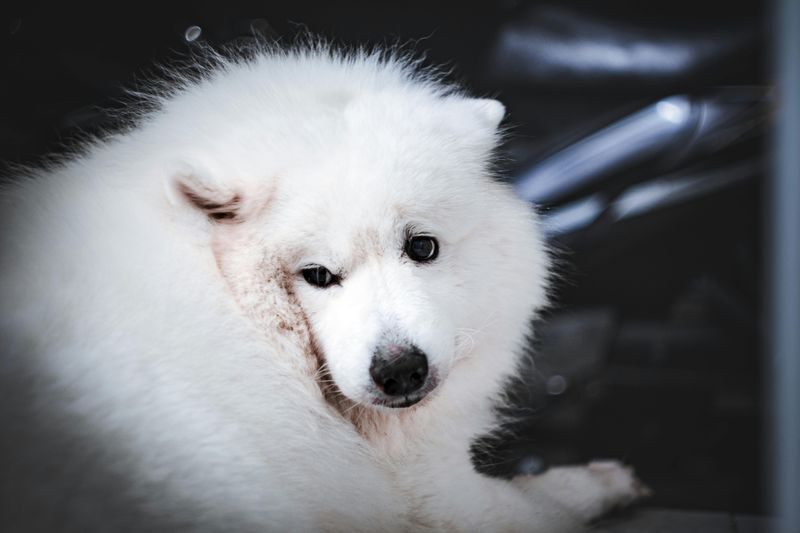 Samoyed