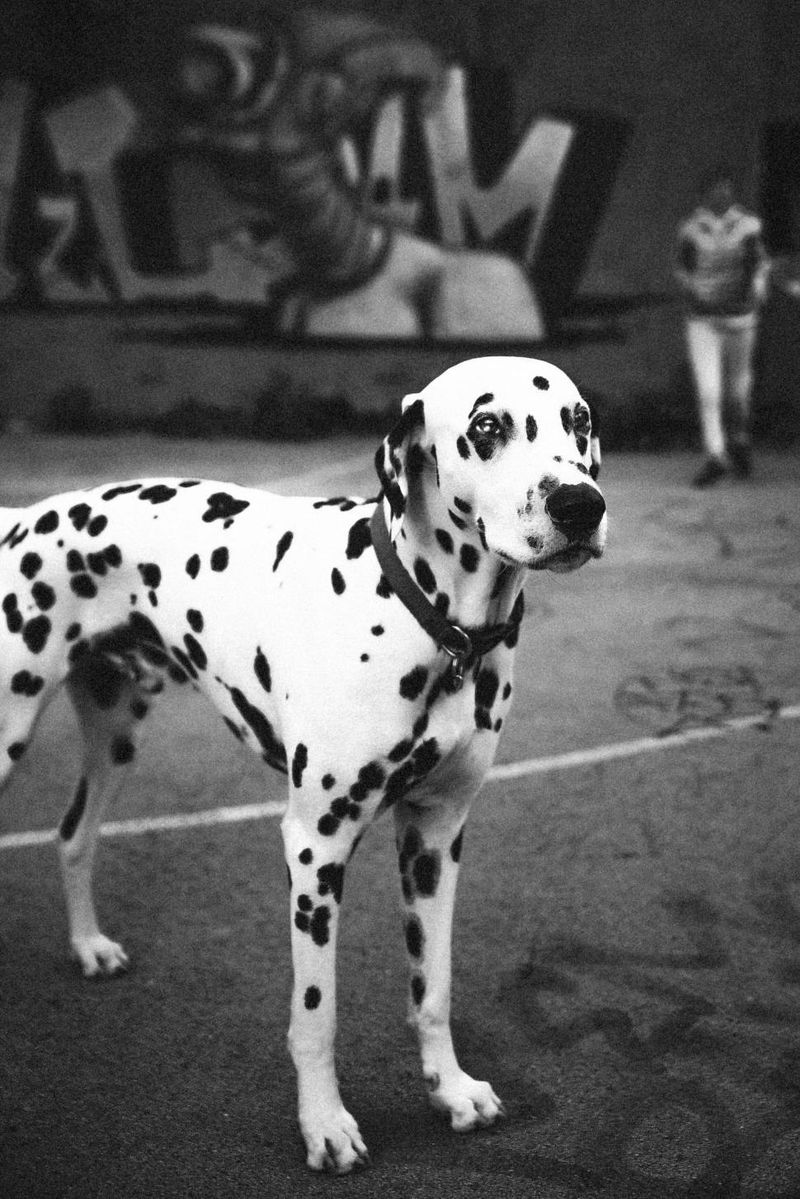 14 active dog breeds known for destructive behavior when under-stimulated 9 Dalmatian