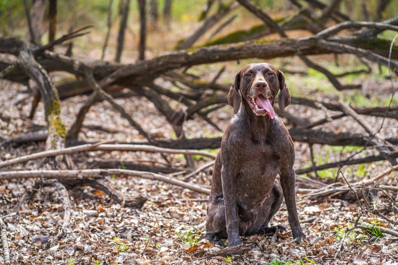 These breeds can follow scent trails that seem almost nonexistent to their owners 8 German Shorthaired Pointer