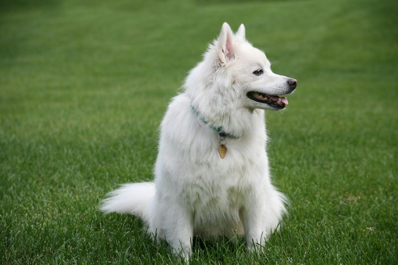 American Eskimo Dog