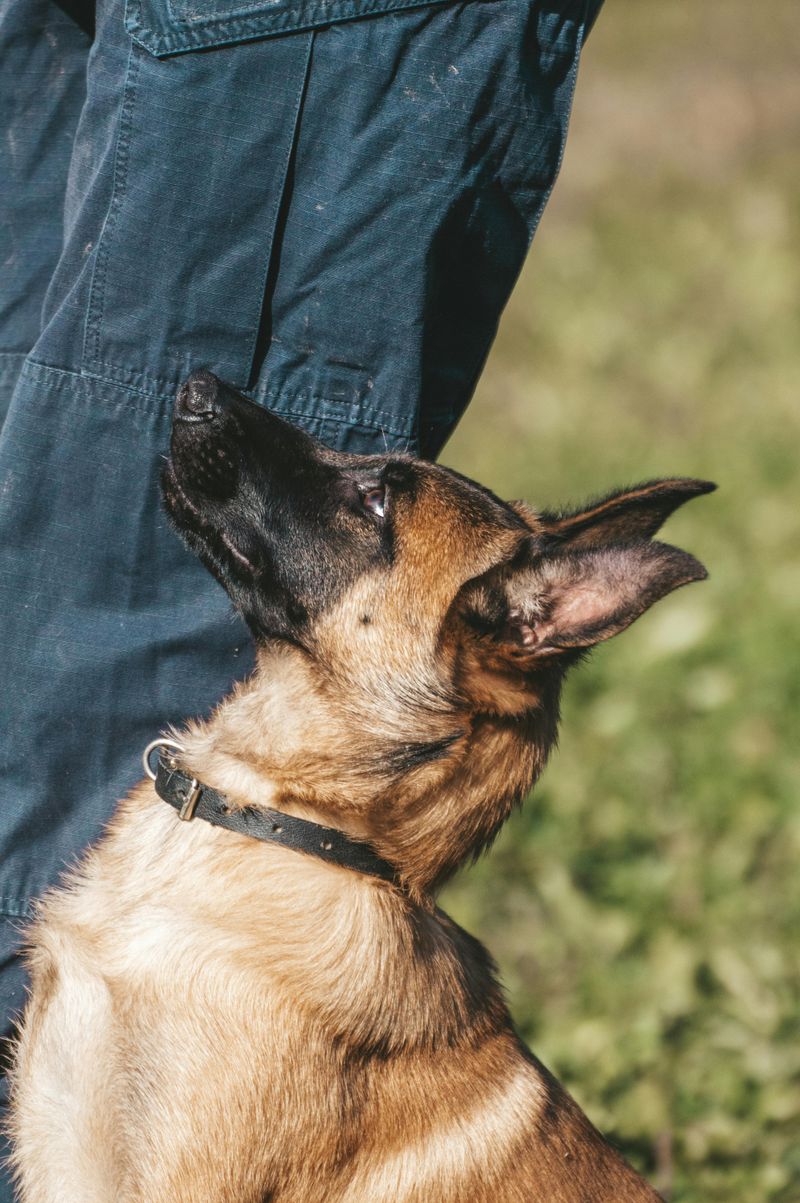 12 Popular Dog Breeds That Many Owners End Up Regretting Choosing 6 Belgian Malinois