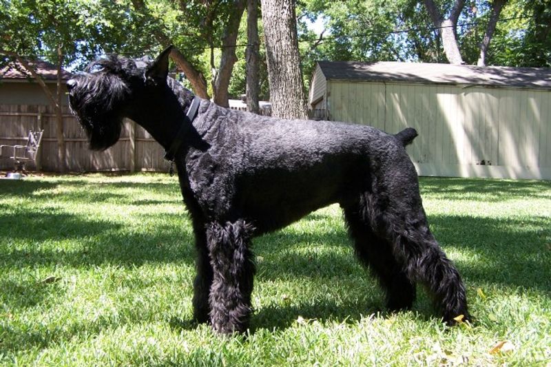 10 dog breeds that look relaxed until they think something feels off 11 Giant Schnauzer