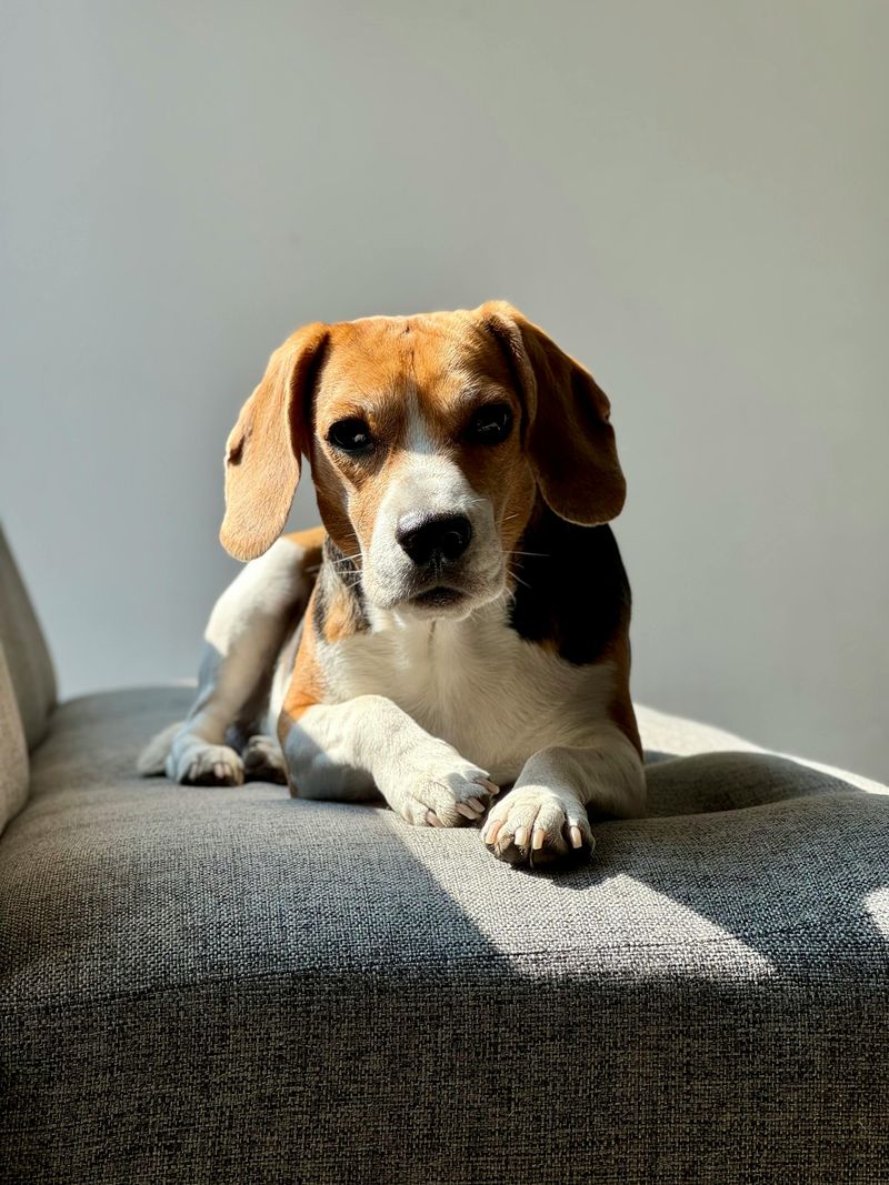 27 Dog Breeds Ranked by Loyalty – From the Most Devoted to the Surprisingly Independent 5 Beagle