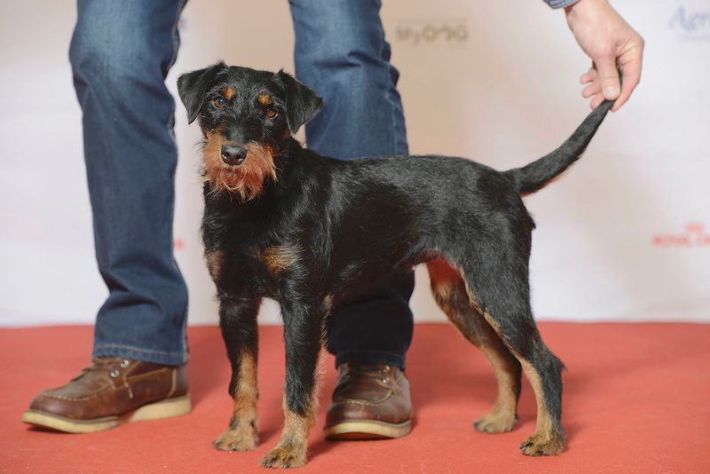 13 dogs that patrol your yard like pest-control experts 7 Jagdterrier