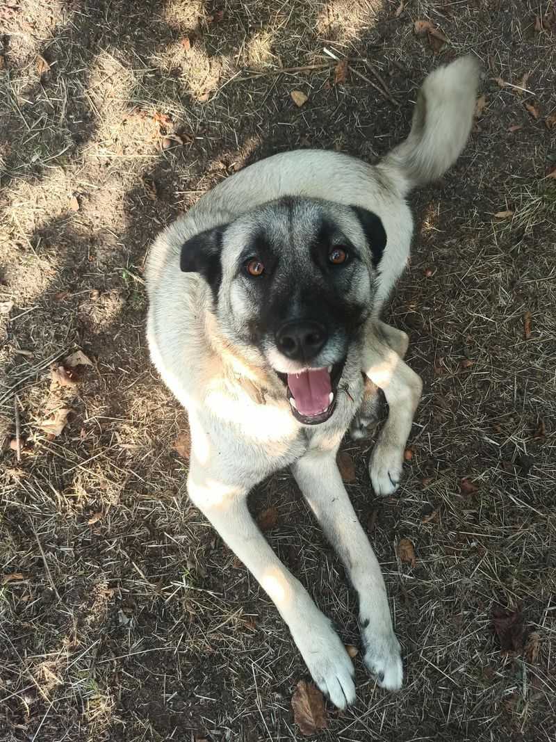 These 10 oversized dogs never seem to realize how big they are 11 Anatolian Shepherd