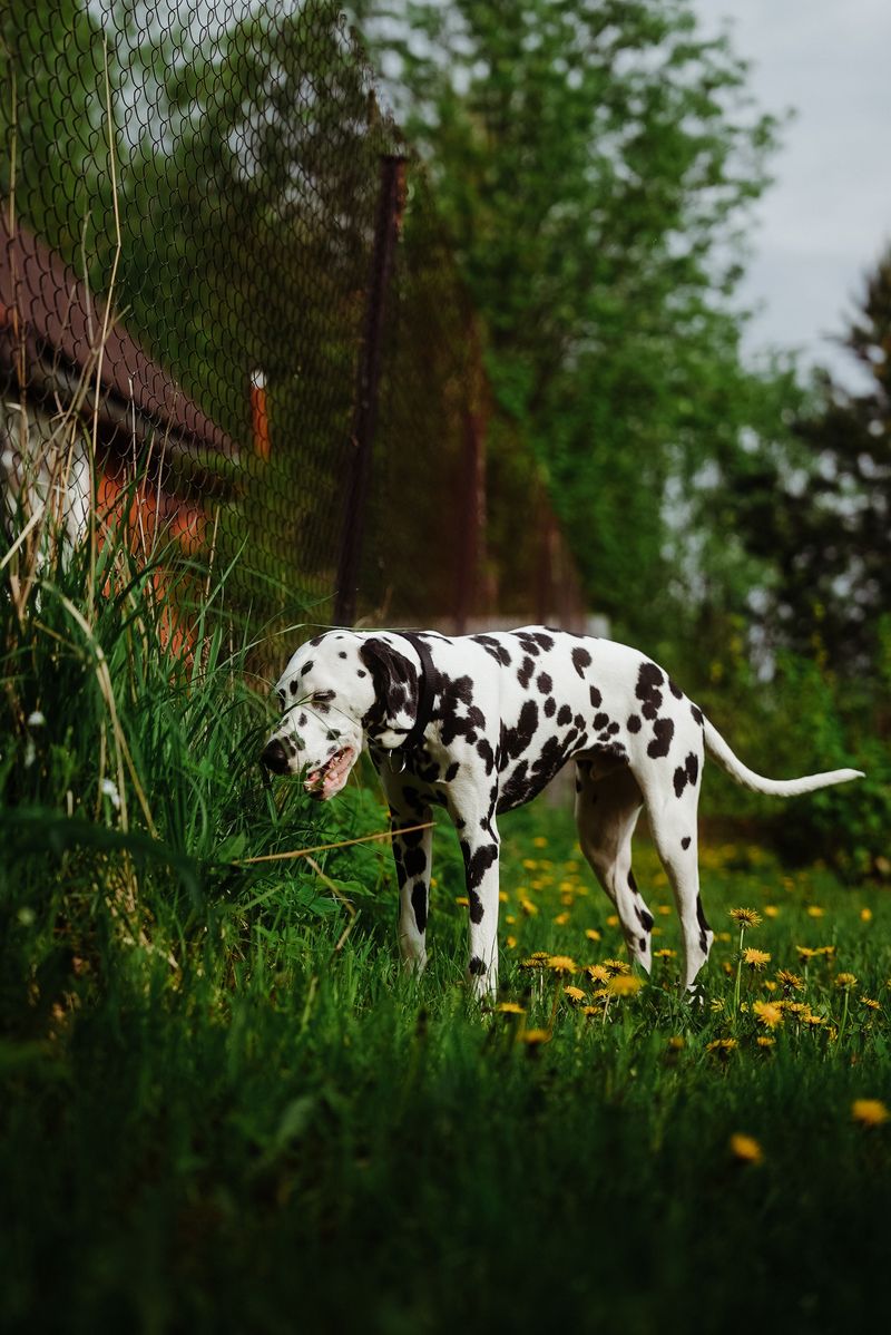 Forget blending in - these 11 unforgettable dog breeds were born to stand out 4 Dalmatian