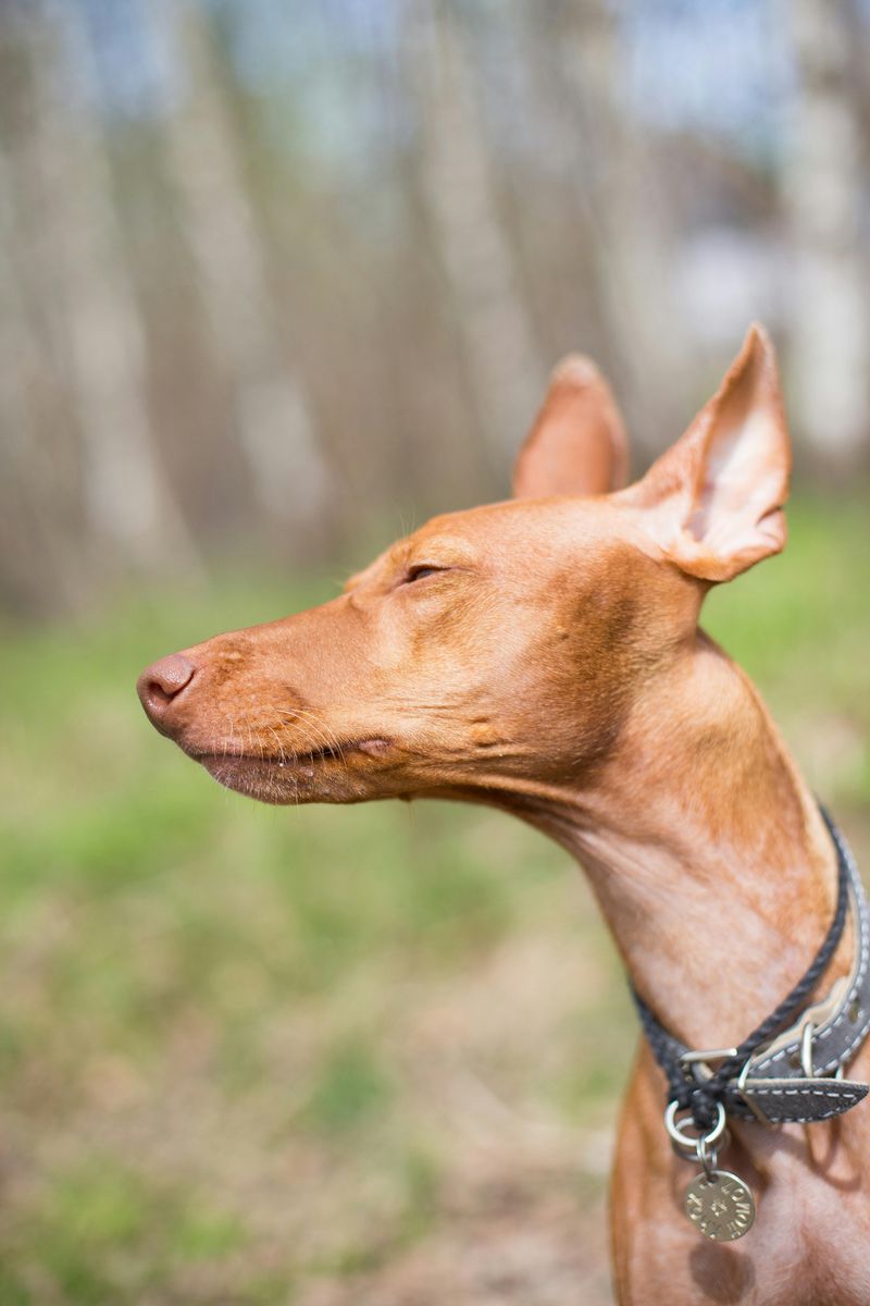 Pharaoh Hound