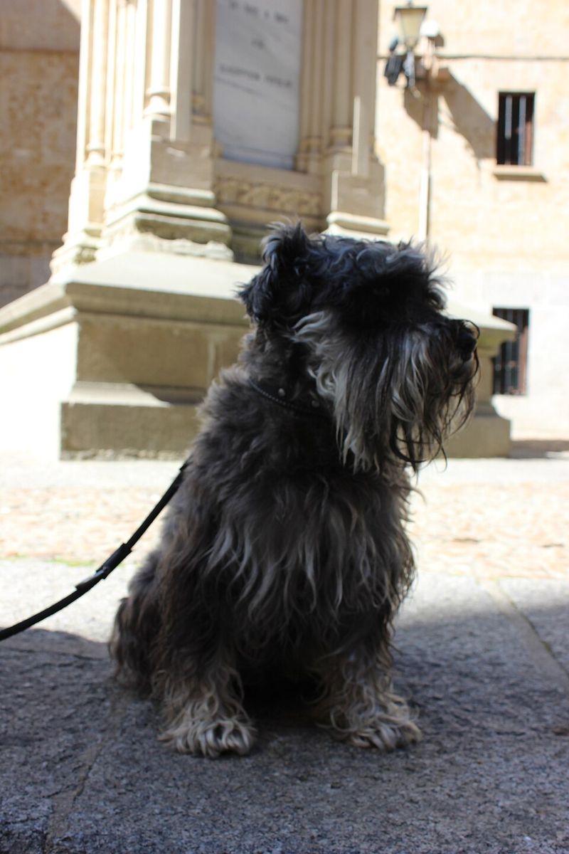 Miniature Schnauzer
