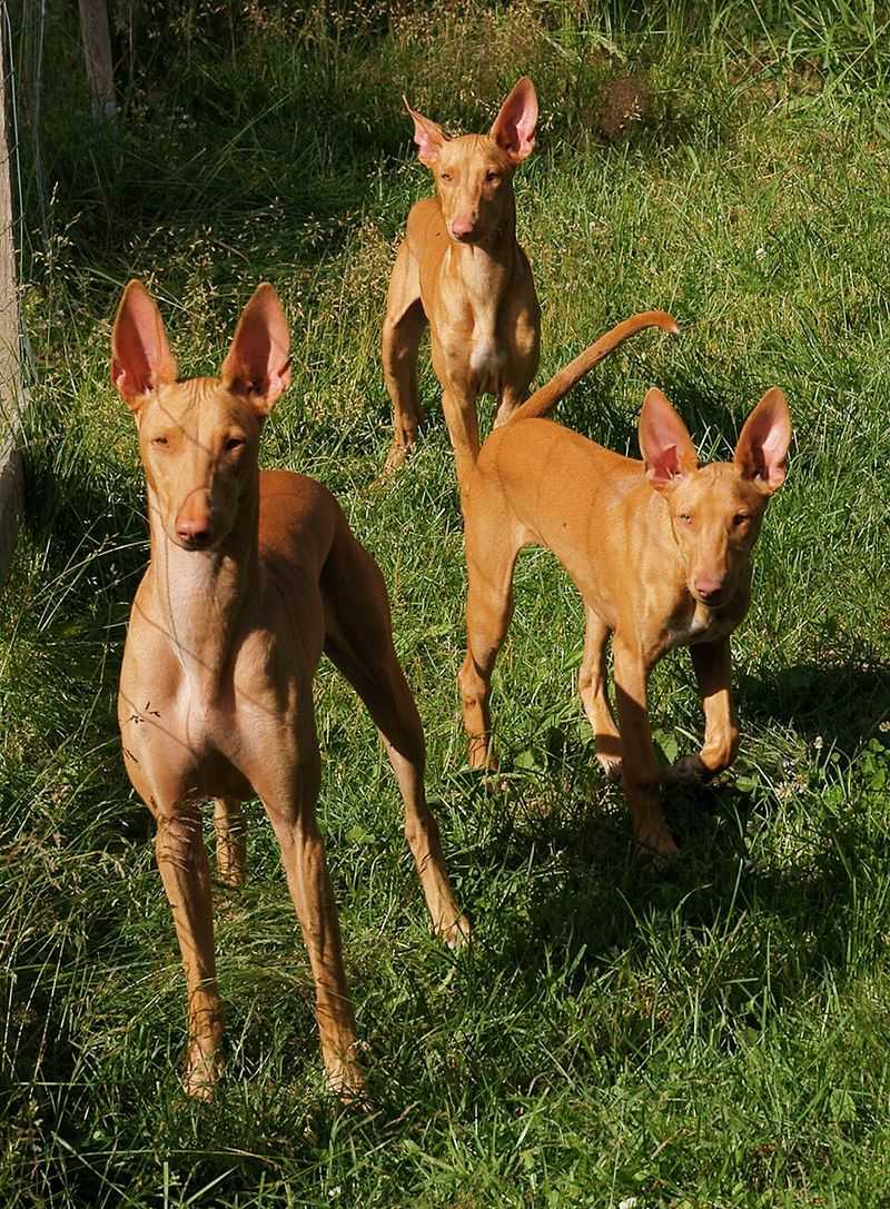 19 dog breeds that stand out the most in crowded public places without even trying 17 Pharaoh Hound