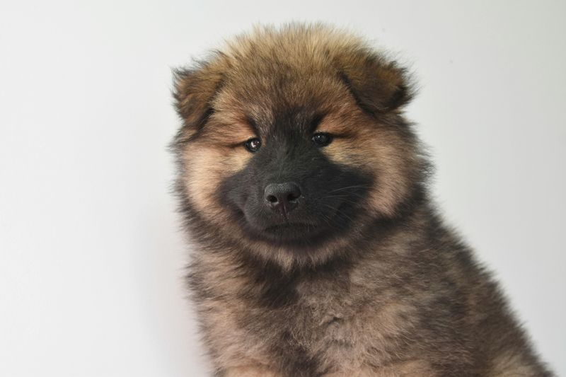 Want a Breed With a Clear Personality - 11 Dogs That Are Famous for One Defining Trait 7 Chow Chow