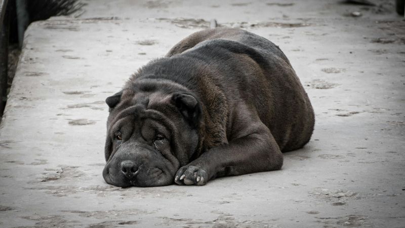 14 Dog Breeds That May Be Too Challenging for Families with Kids 12 Shar-Pei